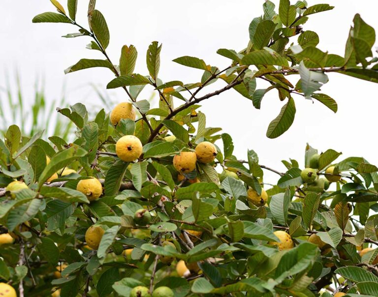 arbol de guayaba dream foods