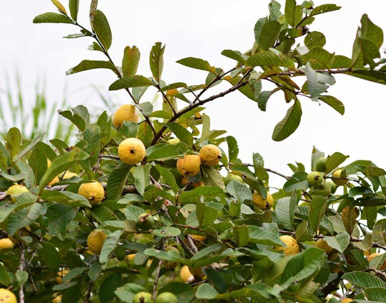 arbol-de-guayaba