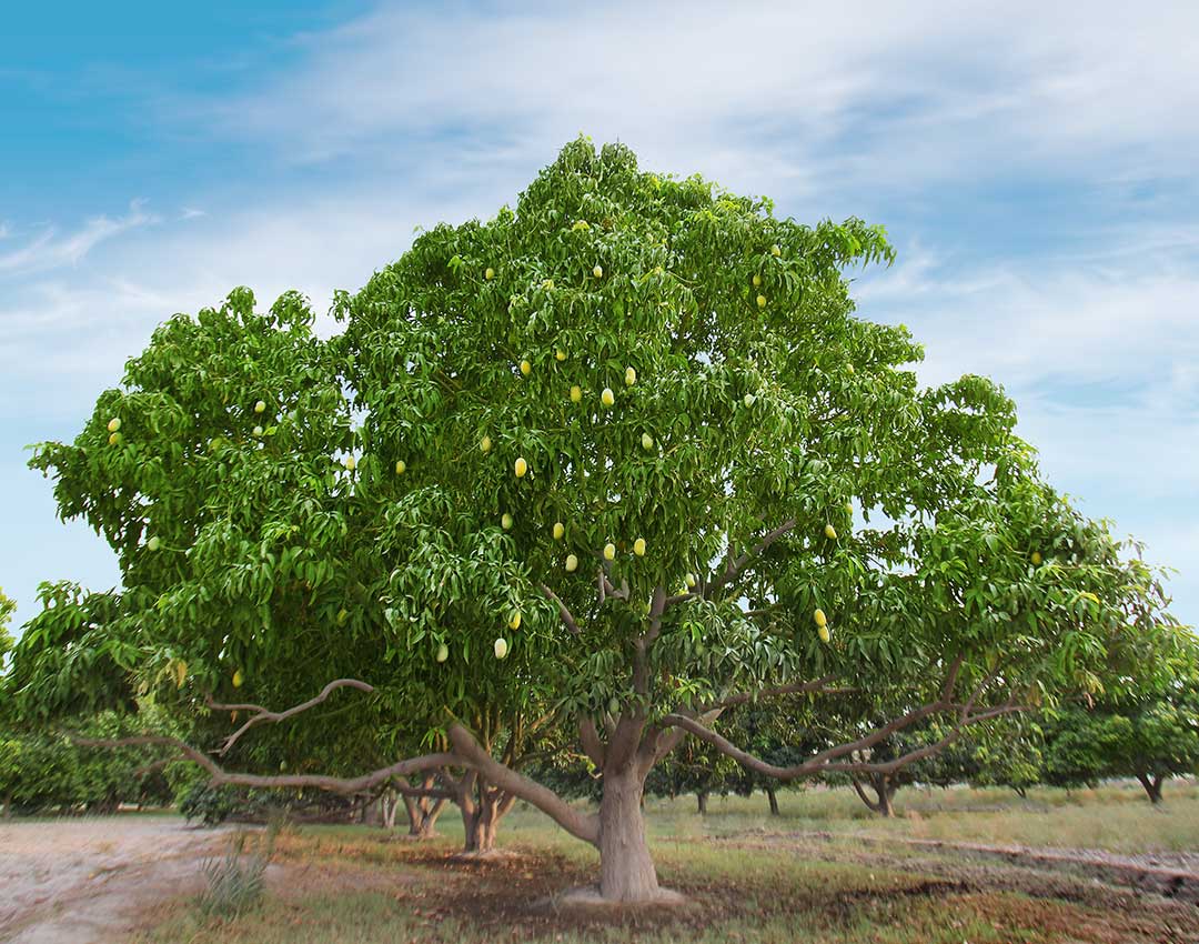 arbol-de-mango