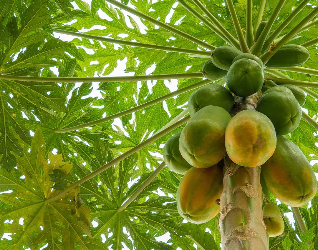 arbol-de-papaya