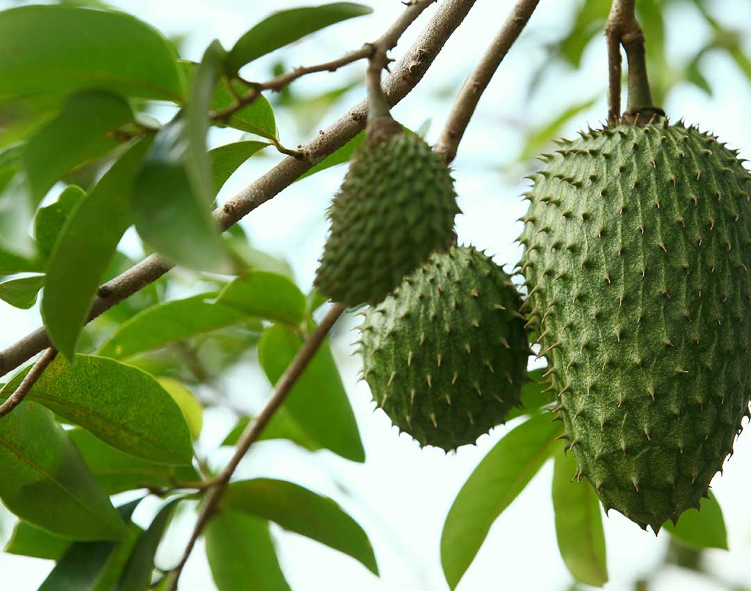 guanabana