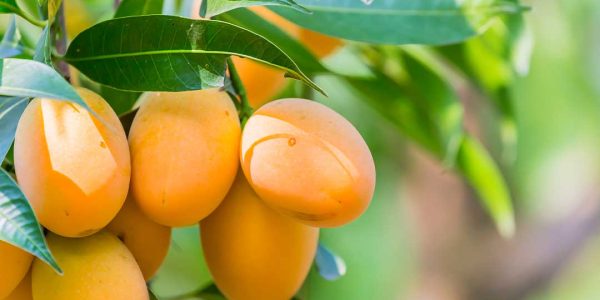 mangos 1