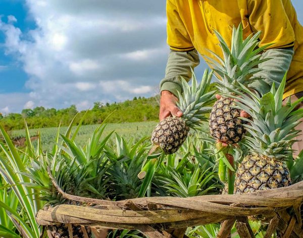 Cosecha de piña Cosecha de piña
